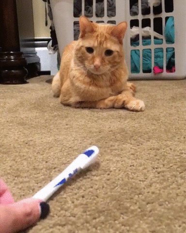 fighting,pen,cat