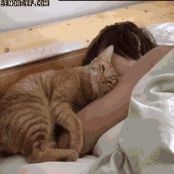cat,cute,cuddle