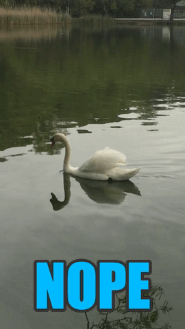 nope nope nope nope,nope,swan,lalala i cant hear you,hiding,hide,head in the water