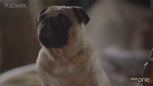 cute,dog,sad,puppy,bbc,drama,poldark,bbc one,pug,bbc1,bbc 1