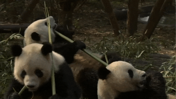 Китайские анимации Панда. Маленькая Панда ест бамбук. Смешная Панда гифка.
