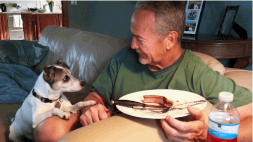 plate,dog,food,man,looking,afv,americas funniest home videos