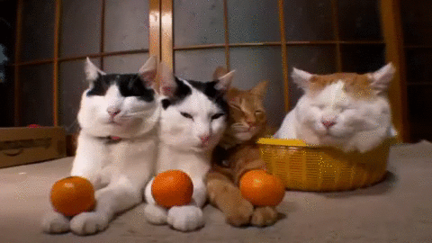 cat,orange,fruit,clementine