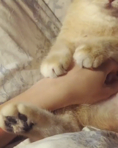 kitten,eyebleach,loves,scratches