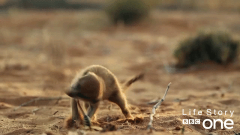meerkat,animals,excited,nature,bbc,bbc one,bbc1,wildlife,freaking out,life story,factual
