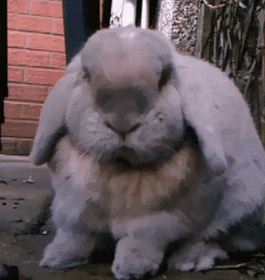 Кролик Бонзо. Смешной заяц. Кролик gif. Кролики гифки. Rabbit gif