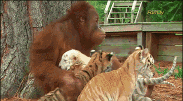 orangutan,cat,animal,tiger,cubs