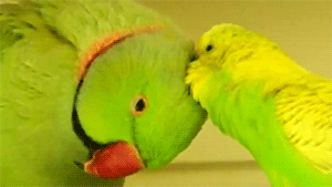bird,parakeet