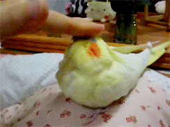 cockatiel,animals,adorable,birds,been waiting to make this all day haha