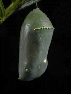 monarch,chrysalis,time,lapse,woahdude