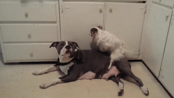 Animated GIF: humping day house.