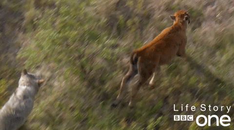 wildlife,animals,nature,bbc,bbc one,bbc1,chasing,life story,factual