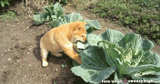 garden,shiba inu,animals,puppy,cabbage