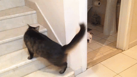 animals being jerks,cat,mean