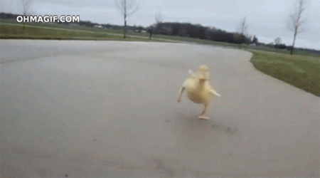 duckling,funny,camera,hyper,cute,animals,excited,running,duck
