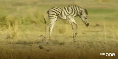 zebra,wildlife,cute,animals,baby,running,bbc,bbc one,bbc1,bbc 1,safari,natures epic journeys