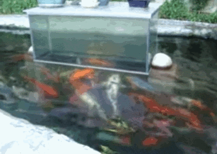 tank,koi,pool,fishing,koi pond