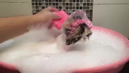 grooming,cat,time