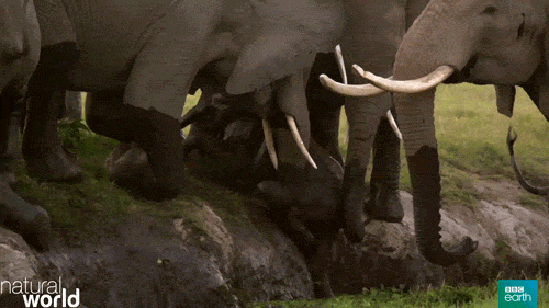 cute,animals,nature,bbc,elephants,bbc earth,baby elephant,natural world,symbiosis,perfect partners,tosses