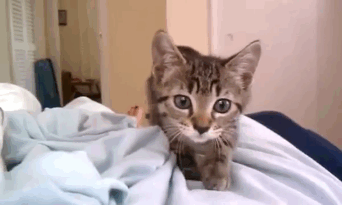 cat,attack,shaking,pounce