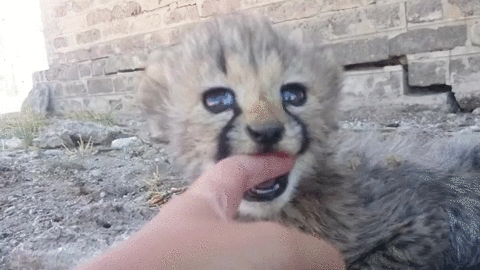cheetah,cat,cub