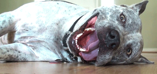 pitbull,loveting,satisfied,happy,dog