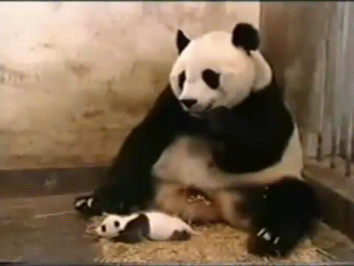 sneezing,panda,baby,mom