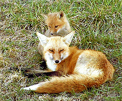 red fox,animals,fox,animal,omnom,iamawaterlily,modern family