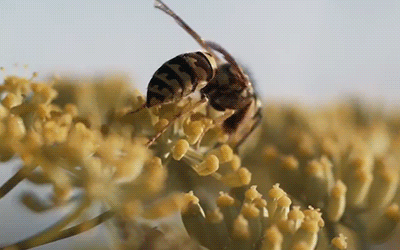 bees,pollinators,flower,university of california,uc research,celebrity christmas,ap