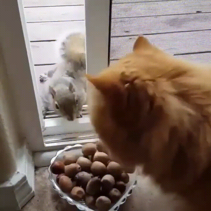 Можно котам орехи. Кот и орехи. Орешки кот. Котик орешек. Орех гиф.