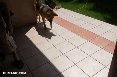 german shepard,funny,dog,animals,playing,fighting,shadow,stomp