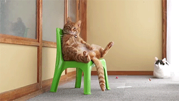 sitting,cat,tumblr,pandawhale,sitepandawhalecom,chair,tabby,chairsitting