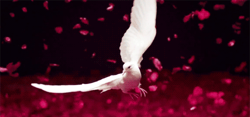 bird,dove,bird flying,petals,animals,flying,girls generation