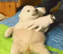 tickle,animals,cute,bear,playing,rolling,best of week,polar bear