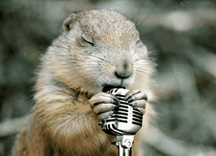 groundhog day,groundhog,animals,cute animal