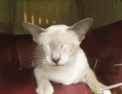 A gif of a white oriental shorthair laying inside a pet carrier