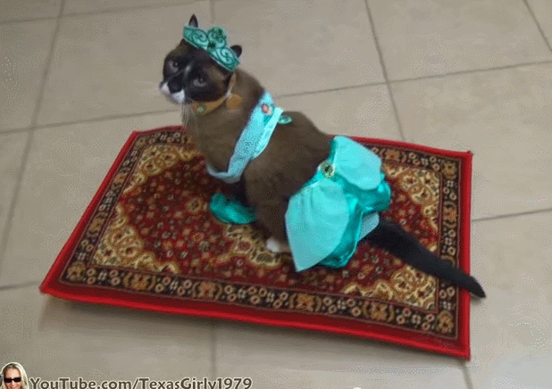 cat,carpet