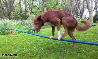 dog,rope,handstand