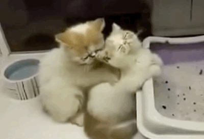 cute,massage,couple,cat,cat massage,kittens,cats,animal