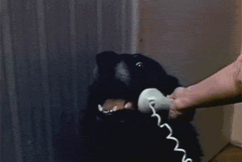 chat,hello dog,hello,hello this is dog,phone,dog,meme,this is dog,hello yes this is dog