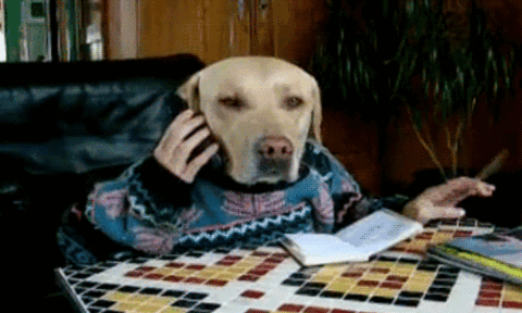 thinking,dog,phone,human,chat,studying