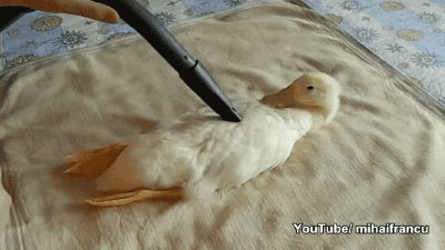vacuuming,duck