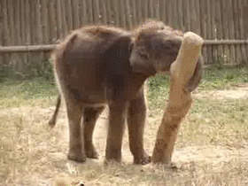 animals,falling,elephant,baby
