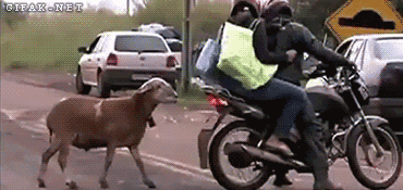 motorcycle,goat,goat win,headbutt