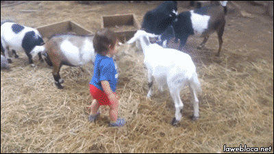 kid,stupid,goat,goat win