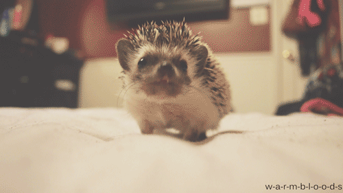 cute,animal,baby,hedgehog