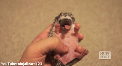 hedgehog,yawn
