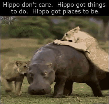 hippo,fuck
