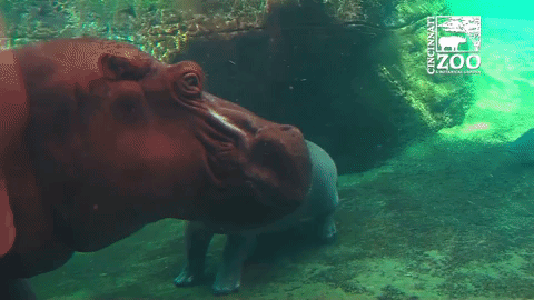 hippo,fun,fiona