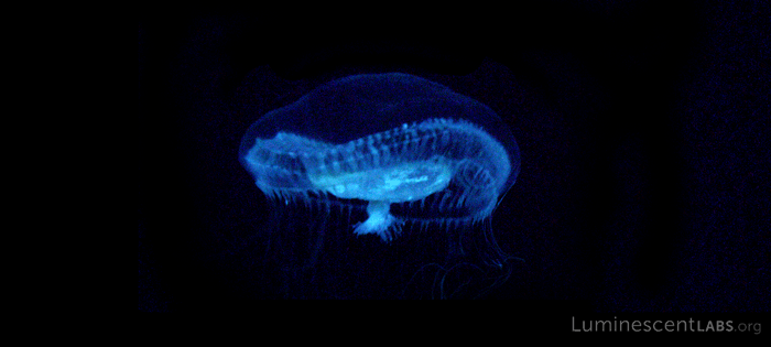 bioluminescent,jellyfish,science